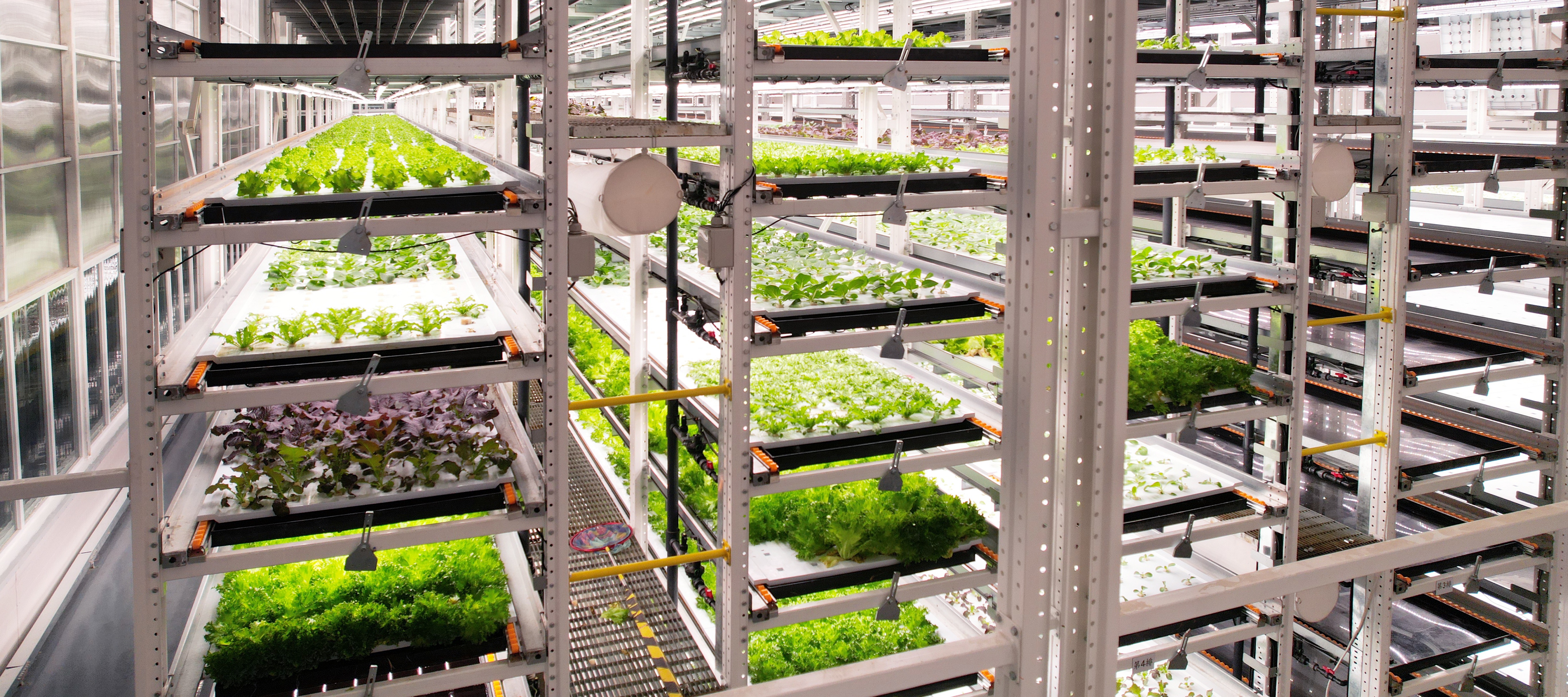 MG不朽情缘植物工厂蔬菜20231206 (2)_看图王.JPG